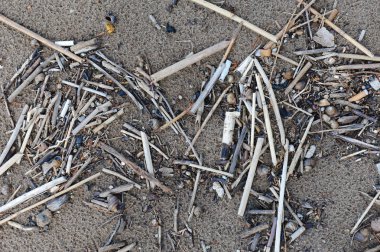 Slivers ve kabukları kıyı kum üzerinde