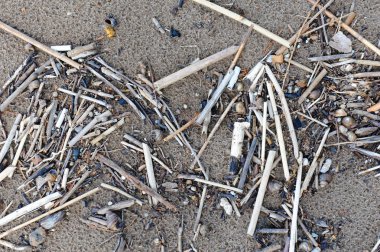 Slivers ve kabukları kıyı kum üzerinde