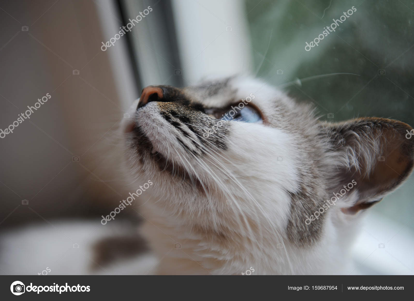 Gato Fofo Foto De Perfil