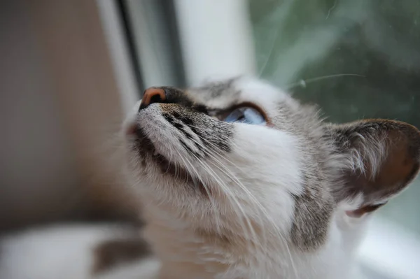 Blanco esponjoso de ojos azules gato en perfil grande retrato —  Fotos de Stock