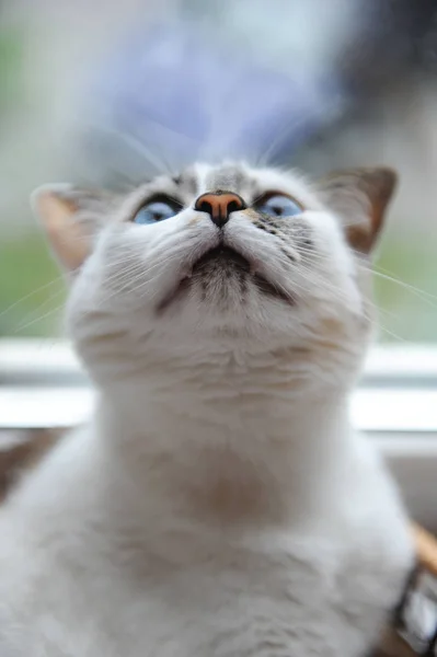 Divertido retrato grande de un lindo gato blanco de ojos azules esponjosos. Ventana en el fondo — Foto de Stock