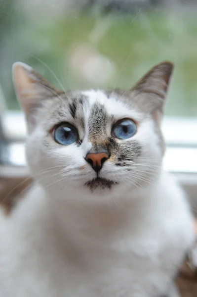Large portrait of a white cute fluffy blue-eyed cat. Window in the background — Stock Photo, Image