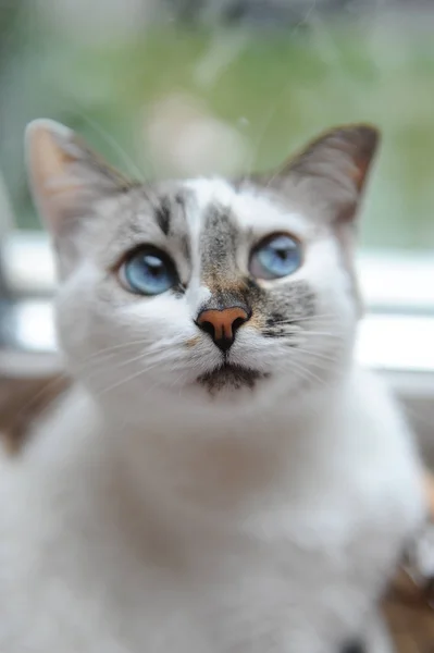 Gran retrato de un gato blanco lindo y mullido de ojos azules. Mira bien. Ventana en el fondo —  Fotos de Stock
