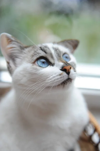Великий портрет білого милого пухнастого блакитноокого кота. Дивись праворуч. Вікно у тлі — стокове фото