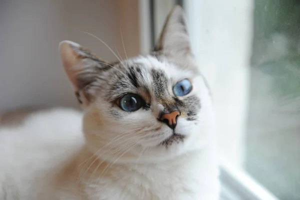 Nagy portré egy fehér aranyos bolyhos kék szemű macska. Ablak a háttérben — Stock Fotó
