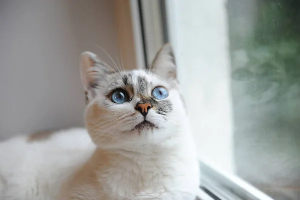 Gran retrato de un gato blanco lindo y mullido de ojos azules. Ventana en el fondo —  Fotos de Stock