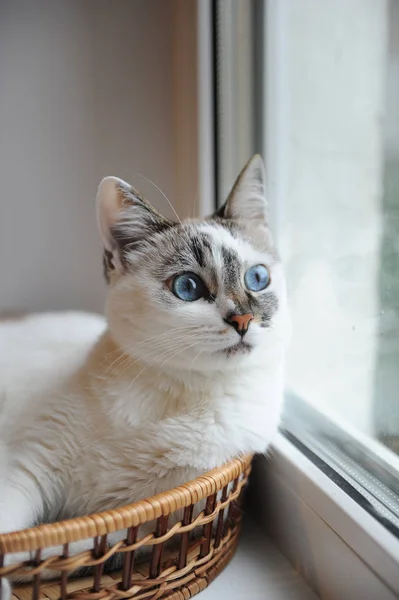 Large portrait of a white cute fluffy blue-eyed cat looking out the window. Window in the background — Stock Photo, Image