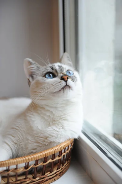 Pencereden dışarı bakarak bir beyaz şirin kabarık mavi gözlü kedi büyük portresi. Pencere içinde belgili tanımlık geçmiş — Stok fotoğraf