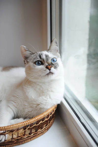 Великий портрет білого милого пухнастого блакитноокого кота, який дивиться у вікно. Вікно у тлі — стокове фото