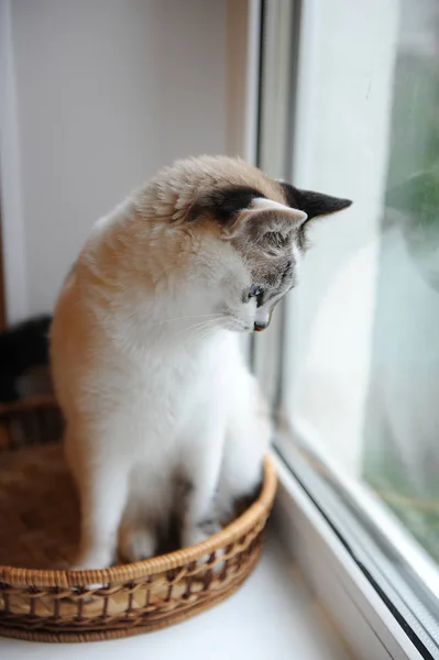 Мила пухнаста блакитноока кішка сидить у плетеному кошику і дивиться у вікно — стокове фото