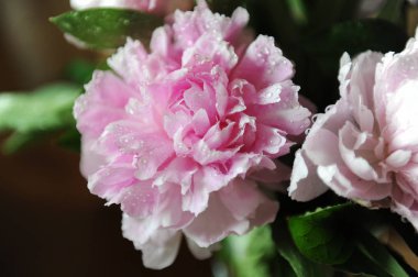 Pembe peonies yakın çekim, arka plan, bulanıklık