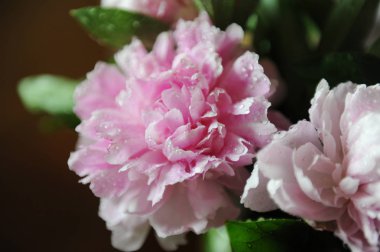 Pembe peonies yakın çekim, arka plan, bulanıklık