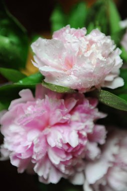 Pembe peonies yakın çekim, arka plan, bulanıklık