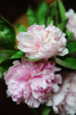 Pembe peonies yakın çekim, arka plan, bulanıklık