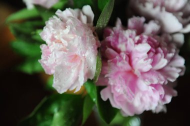 Pembe peonies yakın çekim, arka plan, bulanıklık
