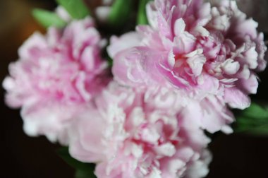 Pembe peonies yakın çekim, arka plan, bulanıklık