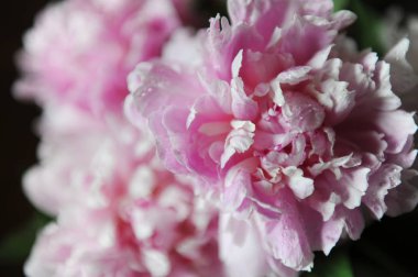 Pembe peonies yakın çekim, arka plan, bulanıklık