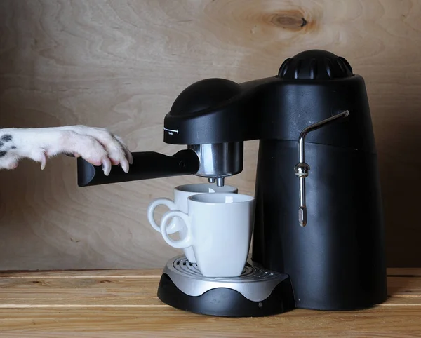 Dalmatian barista prepares coffee. Dog\'s paw on the handle of the espresso machine.