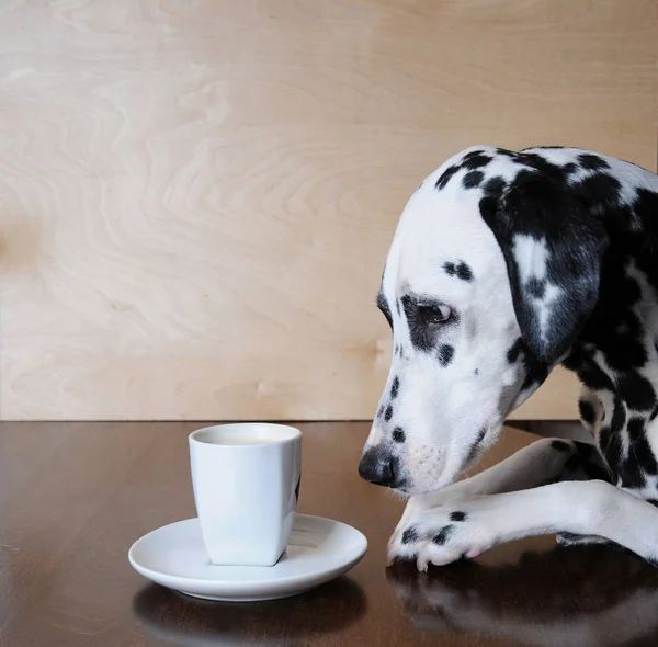 Dog dalmatian sitting at the table with a cup of coffee cappuccino — Stock Photo, Image