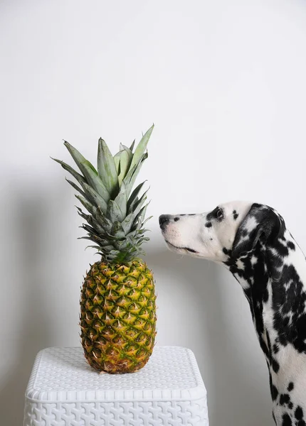 Dalmatyńskiej psów i ananasa na białym tle. Patrzy na owoce — Zdjęcie stockowe