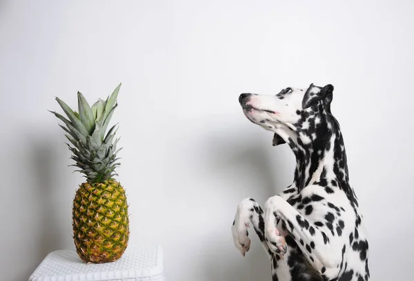 Dalmatyńskiej psów na tylnych nogach i ananasa na białym tle. — Zdjęcie stockowe