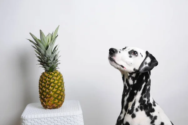 Dalmatyńskiej psów i ananasa na białym tle — Zdjęcie stockowe