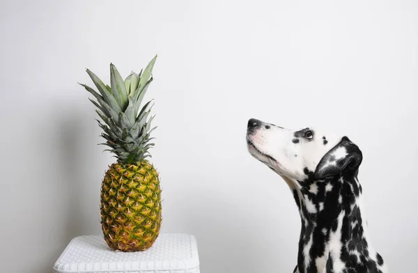 Perro dálmata y piña sobre un fondo blanco — Foto de Stock