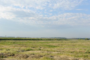 Yaz peyzaj alanı. Mavi bulutlar gökyüzünde.