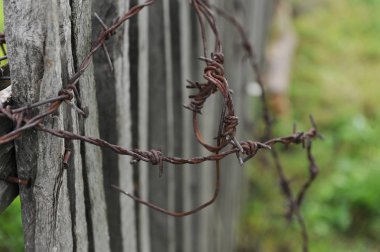 Ahşap bir çit dikenli tel. Yakın çekim yaz yeşil arka plan