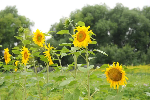 Słoneczniki wzdłuż ogrodzenia. Lato kraju widok — Zdjęcie stockowe
