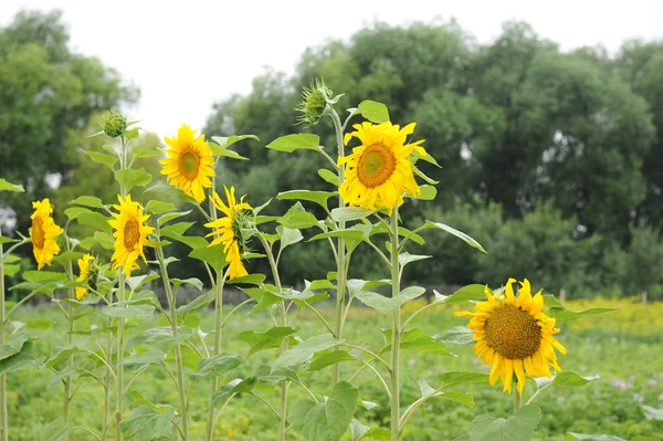 Sunflowers along the fence. Summer country view — Stock Photo, Image