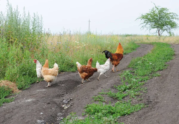 El gallo y los pollos van por un camino rural en el campo — Foto de Stock