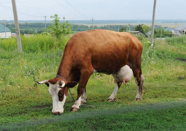 Μια καφέ κόκκινο αγελάδα που βόσκουν σε ένα λουρί σε ένα πεδίο δίπλα από εξοχικές κατοικίες — Φωτογραφία Αρχείου