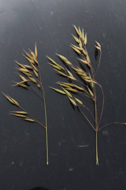 Siyah bir arka plan kulaklara tahıl örnekleri. Çavdar, yulaf, buğday ve tritikale