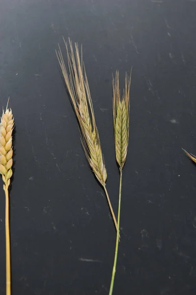 Samples of cereal ears on a black background. Rye, oats, wheat and triticale