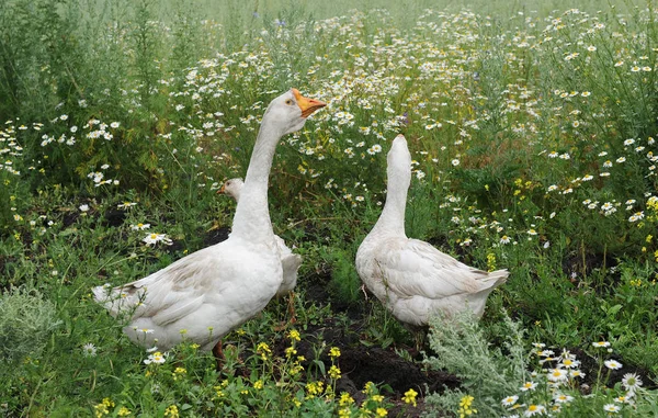 Los gansos caminan en un prado — Foto de Stock