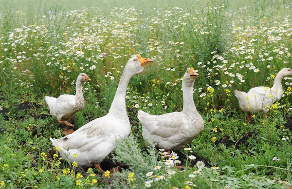 Les oies marchent dans une prairie — Photo