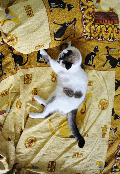 Biały, puszysty kot leży na łóżku, na pościel z nadrukiem w egipskiej koty — Zdjęcie stockowe