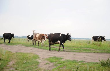 İnek alan yolda gitmek