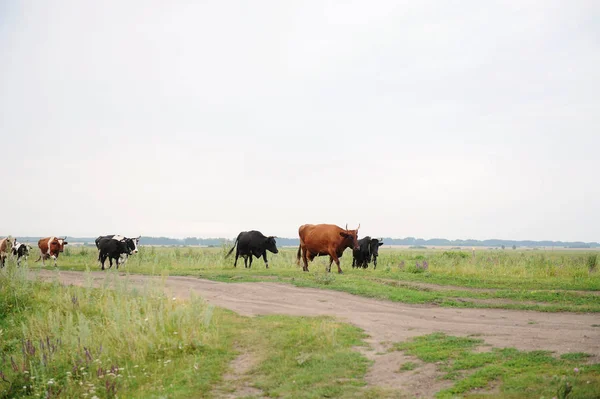 Cows go on the road through field — Stock Photo, Image