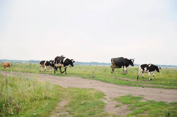 Cows go on the road through field — Stock Photo, Image