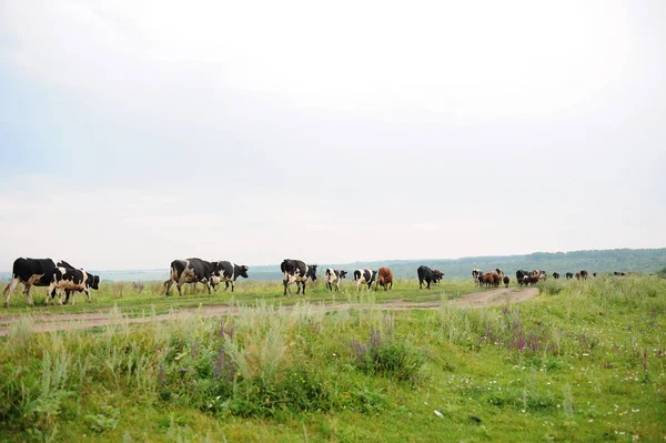 Cows go on the road through field — Stock Photo, Image