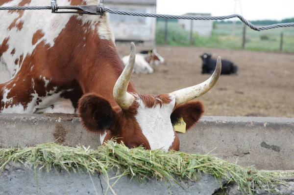 Καφέ με λευκά στίγματα άρμεγμα αγελάδας τρώει ζωοτροφές σε αγελάδα αγρόκτημα — Φωτογραφία Αρχείου