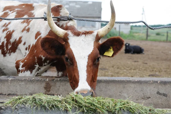 Καφέ με λευκά στίγματα άρμεγμα αγελάδας τρώει ζωοτροφές σε αγελάδα αγρόκτημα — Φωτογραφία Αρχείου