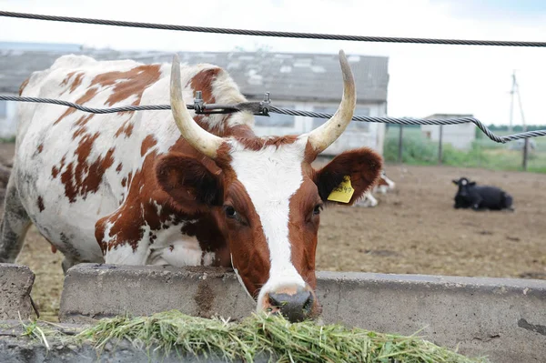 Castanho com manchas brancas ordenha vaca come alimentação na fazenda de vacas — Fotografia de Stock