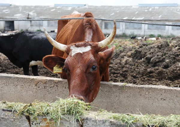 Καφέ κόκκινο αγελάδα άρμεγμα τρώει ζωοτροφές σε αγελάδα αγρόκτημα — Φωτογραφία Αρχείου