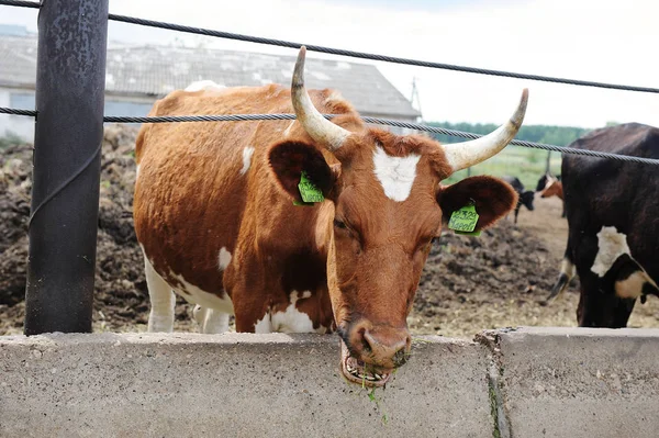 Καφέ κόκκινο αγελάδα άρμεγμα τρώει ζωοτροφές σε αγελάδα αγρόκτημα — Φωτογραφία Αρχείου