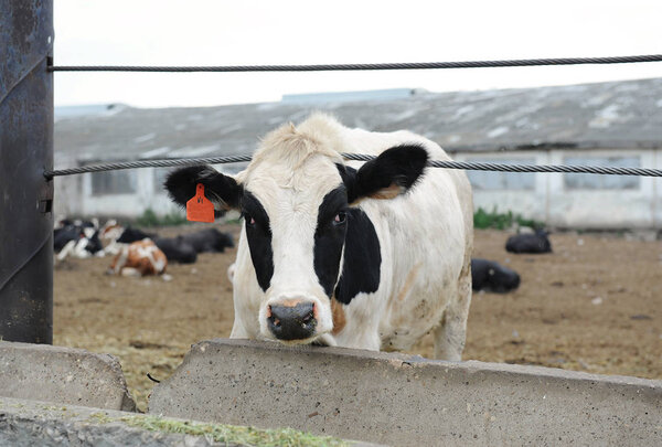 White with black spots milking cow eats feed on cow farm
