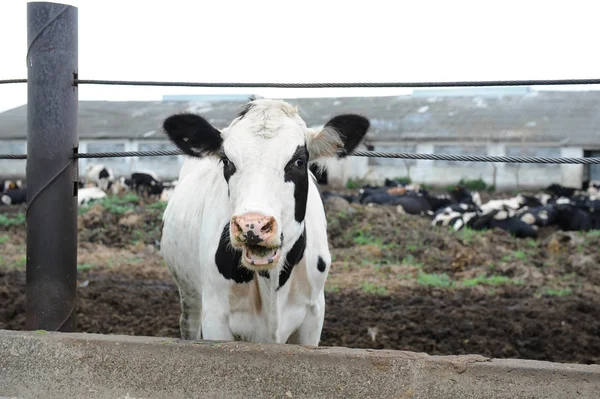 Λευκό με μαύρες κηλίδες άρμεγμα αγελάδας τρώει ζωοτροφές σε αγελάδα αγρόκτημα — Φωτογραφία Αρχείου