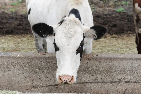 Λευκό με μαύρες κηλίδες άρμεγμα αγελάδας τρώει ζωοτροφές σε αγελάδα αγρόκτημα — Φωτογραφία Αρχείου
